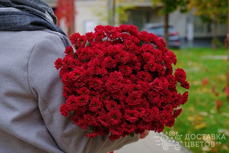Букет из 25 хризантем "Сантини красные"
